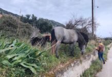 Σύλλογος Ζωόφιλων Αργοστολίου ΝΤΟΡΙΣ: Καλό ταξίδι μικρούλη – Μέχρι την τελευταία ανάσα – Γιατί κάθε ζωή έχει αξία
