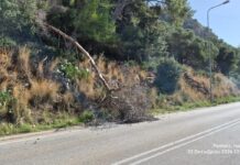 Ξεκίνησε η απομάκρυνση των ξερών δέντρων και το κλάδεμα για την ασφάλεια των οδηγών στον Γύρο Κουτάβου στο Αργοστόλι (βίντεο – εικόνες)